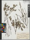 Foto von Salix repens subsp. incubacea (L.) A. Neumann